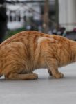 A Cat That Loved A Fish